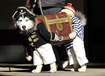 Dog Pirates